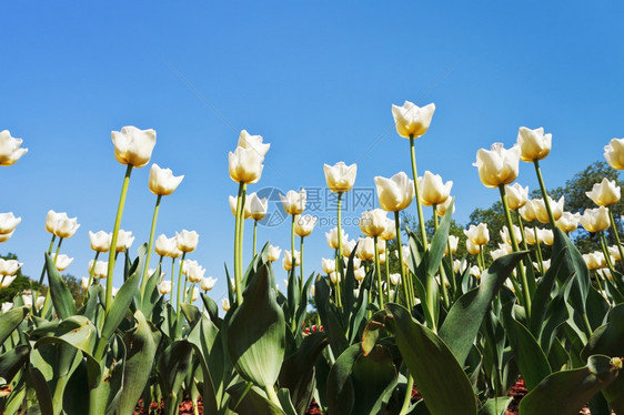 蓝色天空背景花朵场上的白装饰郁金花的底部视图图片