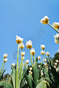 蓝色天空背景花朵床许多装饰白色郁金香的底部视图图片