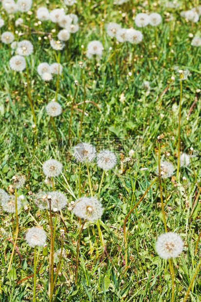 夏日绿草地有喷气球花朵图片