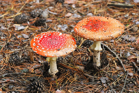 两只苍蝇在秋天的迷幻森林里喷洒着毒蘑菇图片