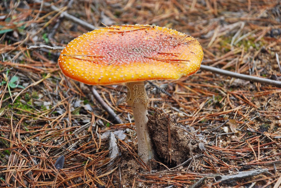 在秋天的迷雾森林里飞着毒蘑菇图片