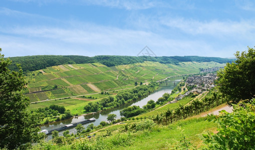 Moselle河沿岸德国绿山上有葡萄园图片