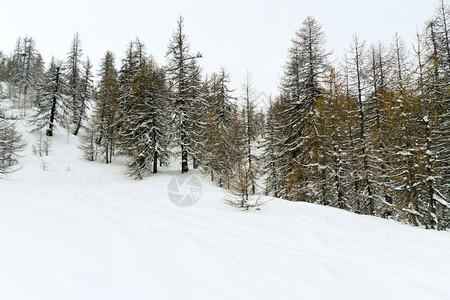 意大利塞斯特里尔Lattea银河滑雪区雪山斜坡图片