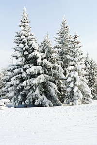 意大利塞斯特里耶尔ViaLatteaMilkyWaySestriere滑雪区靠近处有的fir树图片