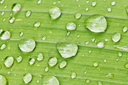 雨后紧闭的爱丽丝植物绿叶上的雨滴图片