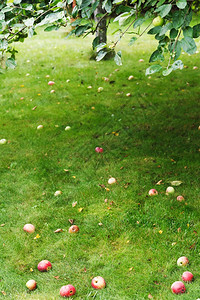 夏日苹果树下的绿草上撒着成熟的苹果图片