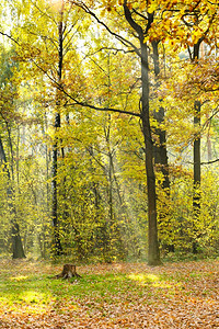 秋天的阳光照在森林草原上图片