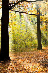 在阳光明媚的下秋天森林中阳光照亮了格莱德的光芒图片