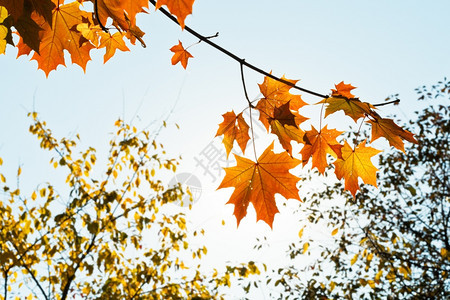 秋天清晨阳光和与黄色橙的叶子交织在一起图片