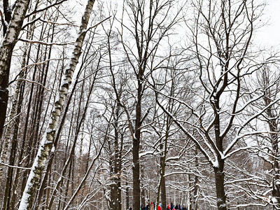 冬季雪城市公园内裸露的橡树和圆木干图片