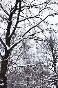 冬季雪林中裸露的橡树干图片