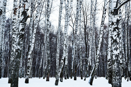 寒冷的白雪森林图片