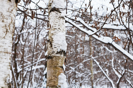 冬季森林的雪树干关闭图片