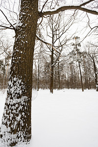 冬季森林边缘的雪橡树图片