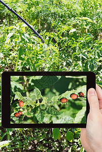 花园概念男子在花园移动工具上拍摄采虫花红土豆的照片图片