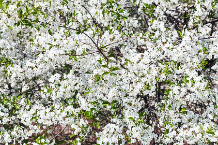 春日樱树的白花图片