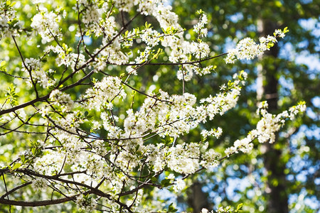 在阳光明媚的春日开花樱树图片