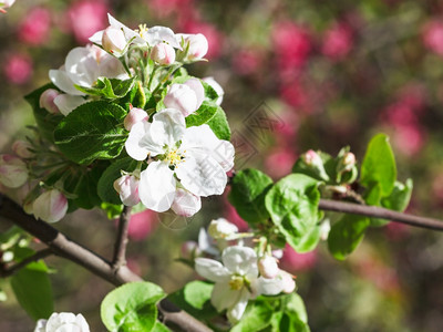 春天的苹果树白花图片