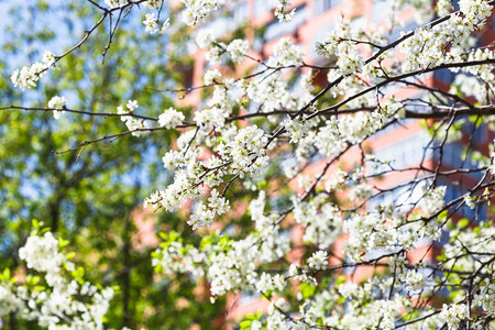 鲜花樱树和本底城市公寓房的树枝图片