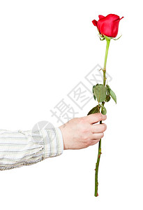 一朵花红玫瑰白色背景上隔绝的红玫瑰图片
