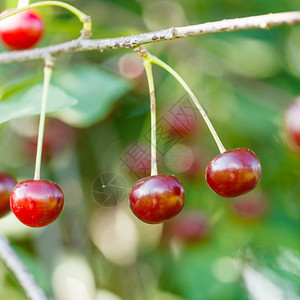 三颗红樱桃成熟的水果夏日关在树枝上图片