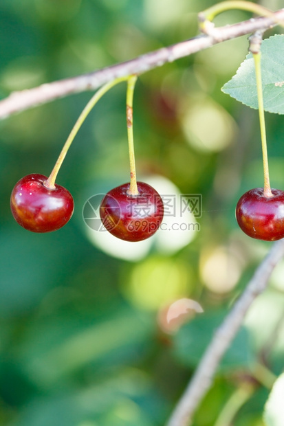 三颗红樱桃成熟的水果关闭在树枝上图片