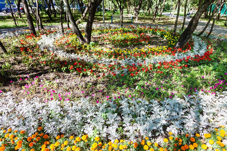 城市花园中的圆花坛有石竹花和雅各布cinerariamaritima植物图片