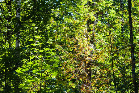 夏天在绿林中照亮阳光罗旺树黄叶图片