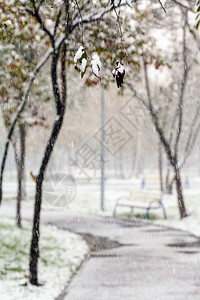 秋天在城市公园第一次下雪图片