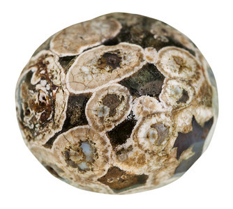天然矿物石的大型来自马达加斯Rhyolite的球洋底黄麻半双螺刺涡轮门白底隔离图片