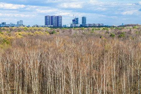 俄罗斯莫科春天的森林和城市地平线图片