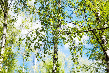 天然背景树上枝林中中绿叶图片