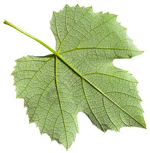 白底隔离的葡萄藤植物Vitisvinifera的绿叶背面图片