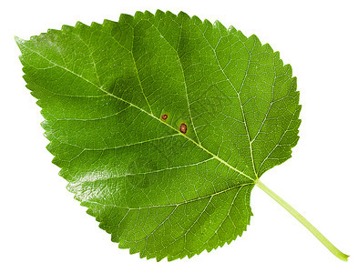 莫鲁斯树绿叶黑木莓莫鲁斯尼格拉白底隔离图片