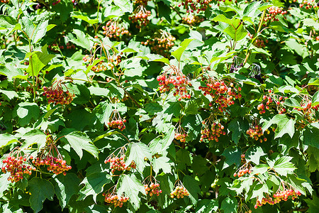 夏季有果实的Viburnum植物Viburnum树苗果子玫瑰灌木图片