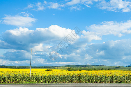 俄罗斯库班阳光明媚的夏日黄向葵花田上空白云蓝天背景图片