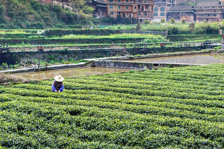春季在三江东自治县成阳村灌溉运河附近的茶田农民前往旅游图片
