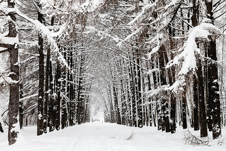 冬季城市公园的雪炉小巷冬季莫斯科市蒂米里亚泽夫斯基公园的雪炉小巷冬季莫斯科市的蒂米里亚泽夫斯基公园的雪炉小巷图片