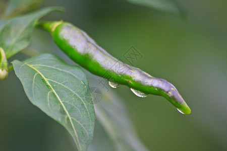 菜园里用滴水种植的新鲜冷冻却剂图片