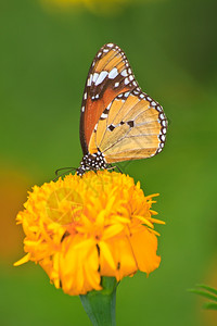 夏花园朵上美丽的蝴蝶图片