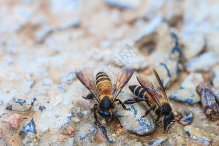 近昆虫蜜蜂在地上背景图片