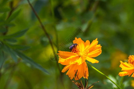 泰国夏季花园田地的和蜜蜂图片