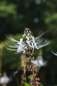 Catrsquo胡子花或正虹吸管雄蕊在花园里图片