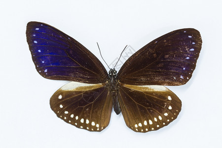 收集蝴蝶实验室中的蝴蝶标本图片