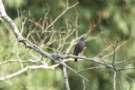 自然中的蓝岩鸟蒙蒂可拉索利塔里乌斯图片