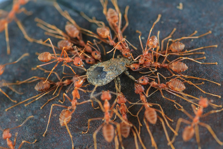 蚂蚁部队试图在森林中移动一只死昆虫图片