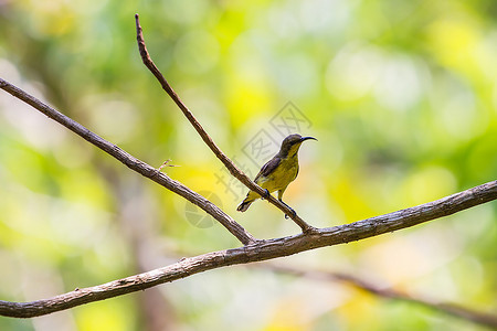 橄榄背太阳鸟树上的黄腹太阳鸟图片