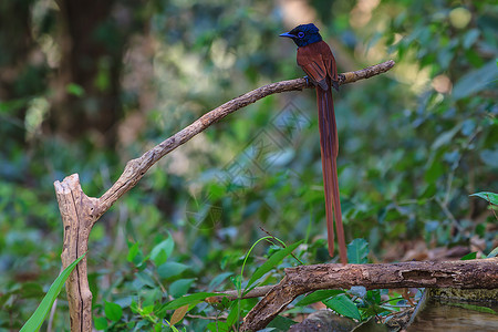 捕蝉小孩鸟类在大自然中亚人天堂的捕鸟者围在树枝上背景