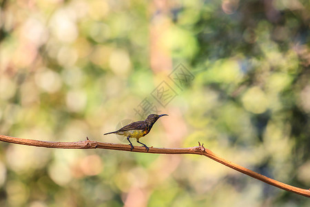 橄榄背太阳鸟树上的黄腹太阳鸟图片