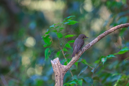 站在森林树枝上的捕猎者Muscicapadauurica图片